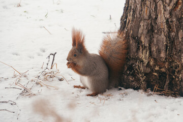Hungry funny squirrel eating a nut in winter park, near the tree
