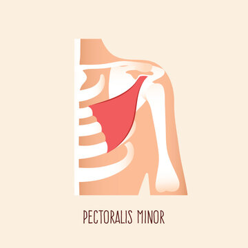 Pectoralis minor shoulder muscle anatomy with bone structure. Flat design vector illustration.