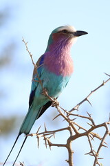 lilac breasted roller on a branch