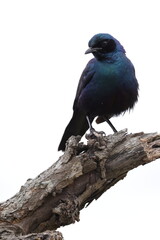 Burchell's Starling in Kruger National Park