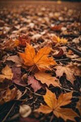 autumn leaves on the ground