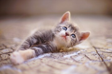 Lovely kitten lying in the yard on a stone floor, a beautiful portrait of a cute little kitten pet...