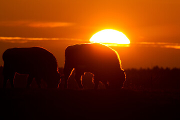 Mammals - wild nature European bison ( Bison bonasus ) Wisent herd standing on field North Eastern part of Poland, Europe Knyszynska Primeval Fores