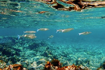 Underwater seascape with swimming fish - mullets. Snorkeling with the marine life, underwater photography.  Wildlife in the blue sea. Fish and rocks in the ocean. Wildlife in the clear water.