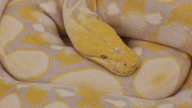 Golden python curled up, 3 video clips