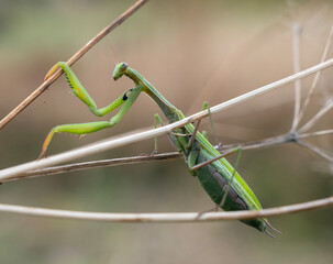 Close up of green praying mantis (Mantis religiosa)