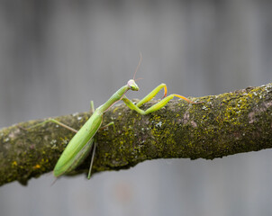 Close up of green praying mantis (Mantis religiosa)