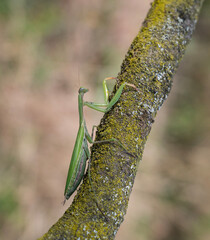 Close up of green praying mantis (Mantis religiosa)