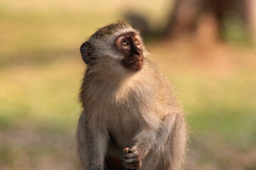 Naklejka na ściany i meble south african monkey