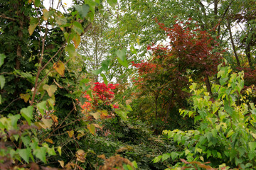 red and green leaves