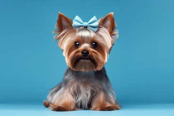 cute yorkshire terrier dog or yorkie puppy with a bow on blue background