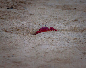 Red Crab covered with sand at Beach. 