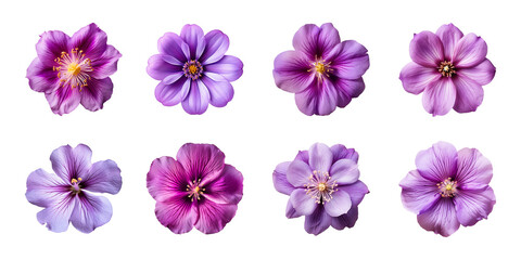 Collection of various purple flowers isolated on a transparent background