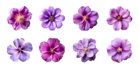Foto op Canvas Collection of various purple flowers isolated on a transparent background © degungpranasiwi