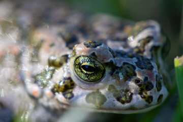 Toad / frog macro portrait detail in nature