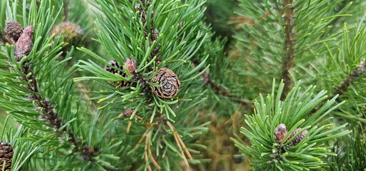 Coniferous trees with cones outdoors, close-up