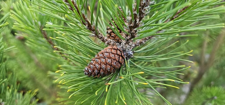 Coniferous trees with cones outdoors, close-up