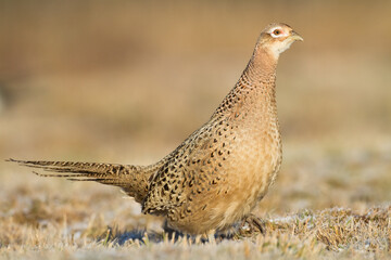 Bird - Common pheasant Phasianus colchius Ring-necked pheasant in natural habitat wildlife Poland Europe