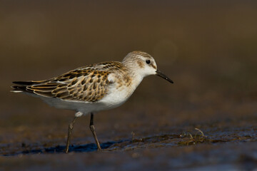 Bird Calidris minuta Little Stint small migratory bird, Poland Europe