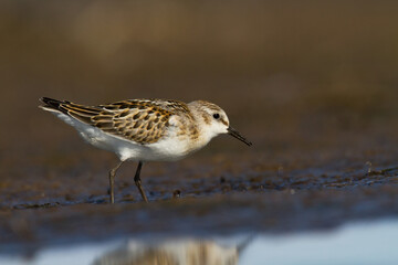 Bird Calidris minuta Little Stint small migratory bird, Poland Europe