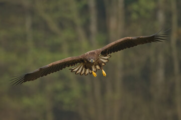 Birds of prey - Majestic predator White-tailed eagle, Haliaeetus albicilla in Poland wild nature