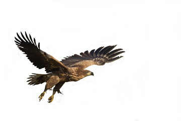 Birds of prey White tailed eagle isolated on white background flying bird