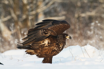 Birds of prey - Majestic predator White-tailed eagle, Haliaeetus albicilla in Poland wild nature