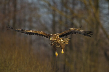 Fototapeta premium Birds of prey - Majestic predator White-tailed eagle, Haliaeetus albicilla in Poland wild nature