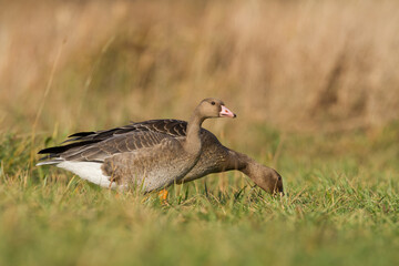 Bird goose - Anser fabalis  Bean Goose migratory bird resting in Poland Europe, autumn