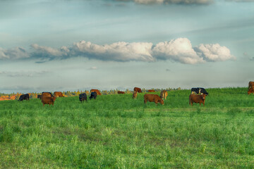 Fototapeta premium Landscape autumn field with colourful trees, autumn Poland, Europe and amazing blue sky with clouds, sunny day meadow and cows