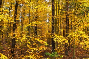 Foto op Aluminium landscape old primeval forest Knyszynska Forest, east north part Poland Europe autumn time © Marcin Perkowski