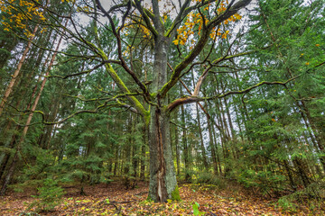 landscape old primeval forest Knyszynska Forest, east north part Poland Europe autumn time