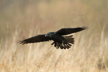 Bird beautiful raven Corvus corax North Poland Europe