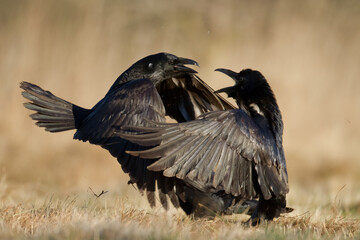 Bird beautiful raven Corvus corax North Poland Europe