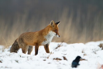 Fox Vulpes vulpes in natural scenery, Poland Europe, animal walking among meadow