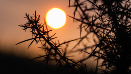 Macro d'épines d'ajonc, avec le soleil apparaissant en arrière-plan, dans es teintes oranges...