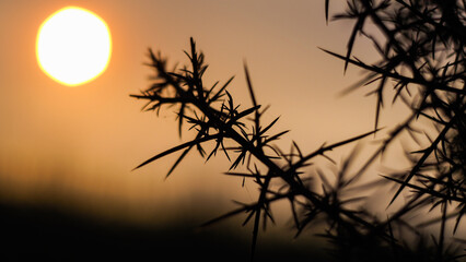 Macro d'épines d'ajonc, avec le soleil apparaissant en arrière-plan, dans es teintes oranges pâles