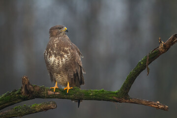 landing Common buzzard Buteo buteo in the fields in winter snow, buzzards in natural habitat, hawk bird on the ground, predatory bird close up winter bird