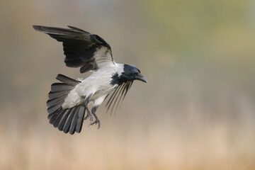 flying Bird - Hooded crow Corvus cornix in amazing warm background Poland Europe