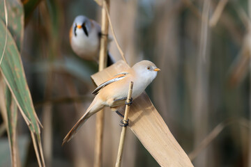 Close-up detailed photo of male, female and joint bearded reedling (Panurus biarmicus) taken in natural habitat in soft morning light - 670957636
