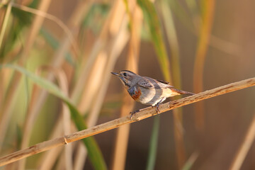Migrating bluethroat (Luscinia svecica) shot in the morning light in different poses sitting on branches and on the ground - 670957653