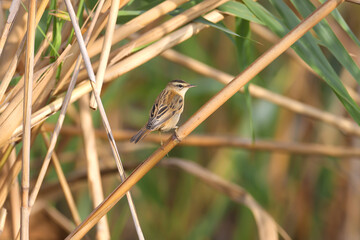 An adult sedge warbler in winter plumage shot in soft morning light sitting on reed branches. Close-up detailed photo - 670957668