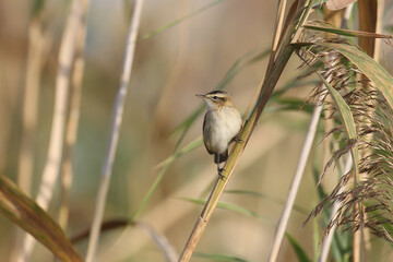 An adult sedge warbler in winter plumage shot in soft morning light sitting on reed branches. Close-up detailed photo - 670957670