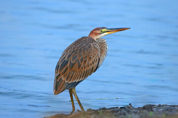 An adult purple heron (Ardea purpurea) in winter plumage stands in the early morning against the backdrop of blue lake water. Close-up photo - 670957687