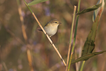 Migrant common chiffchaff (Phylloscopus collybita) shot close up on plant branches in natural habitat in soft morning light with blurred background - 670957692
