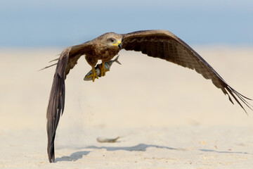 Black kite (Milvus migrans) shot close-up in flight and holding a large fish in its paws against the backdrop of yellow sand and blue ocean - 670958632