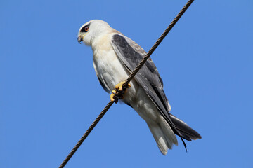 The black-shouldered kite (Elanus axillaris) shot close-up sitting on wires against a blue sky - 670958652