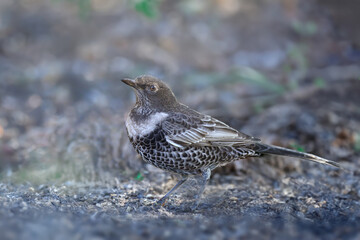 Adult ring ouzel (Turdus torquatus) shot close up sitting on the ground in different types of background - 670958664