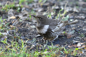 Adult ring ouzel (Turdus torquatus) shot close up sitting on the ground in different types of background - 670958666