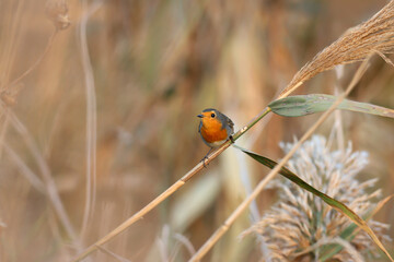 Adult European robin (Erithacus rubecula) in winter plumage shot close-up sitting on a reed stalk in natural habitat - 670958681